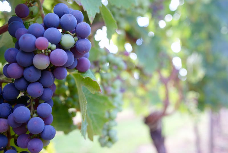 Fresh grape - tissue hydration metaphor