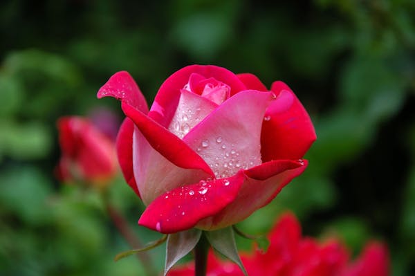 Rose in bloom — your tissue remembers
